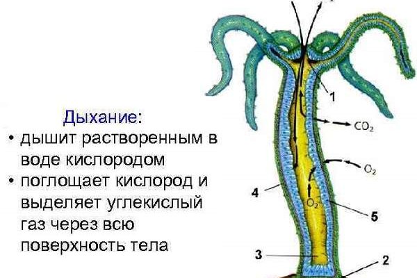 Кракен ссылка bazaonion com