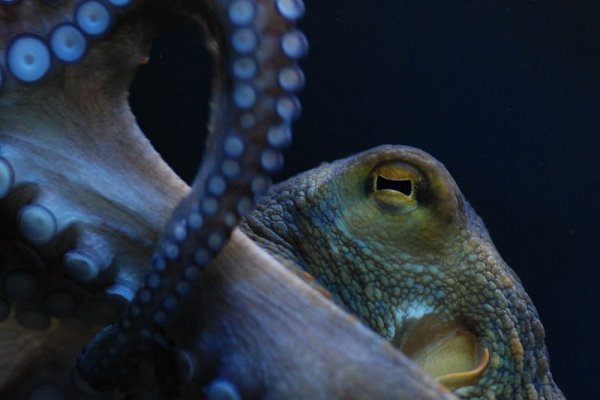 Как вывести деньги с kraken