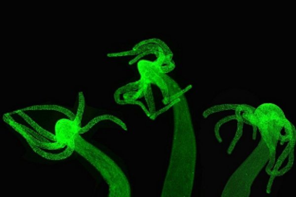 Kraken official