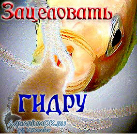 Кракен сайт в тор браузере